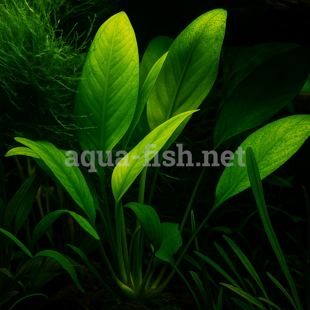 Anubias barteri v. angustifolia