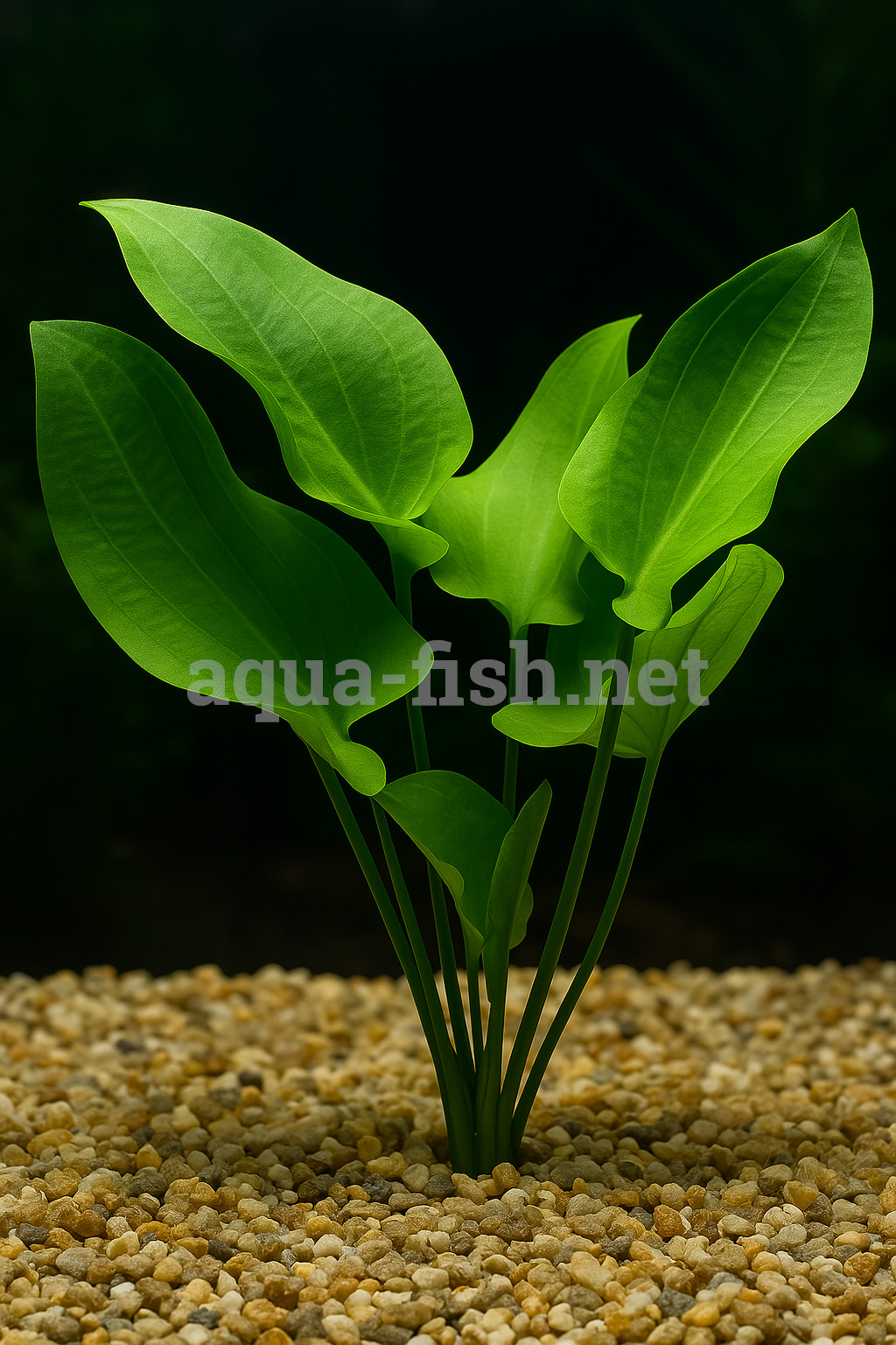 Echinodorus macrophyllus Echinodorus macrophyllus