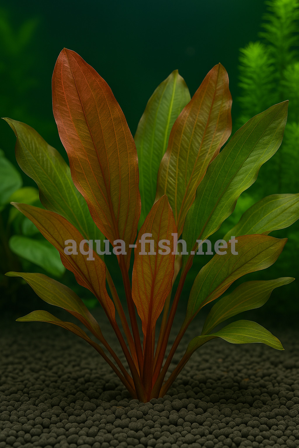 Echinodorus “Red Special”