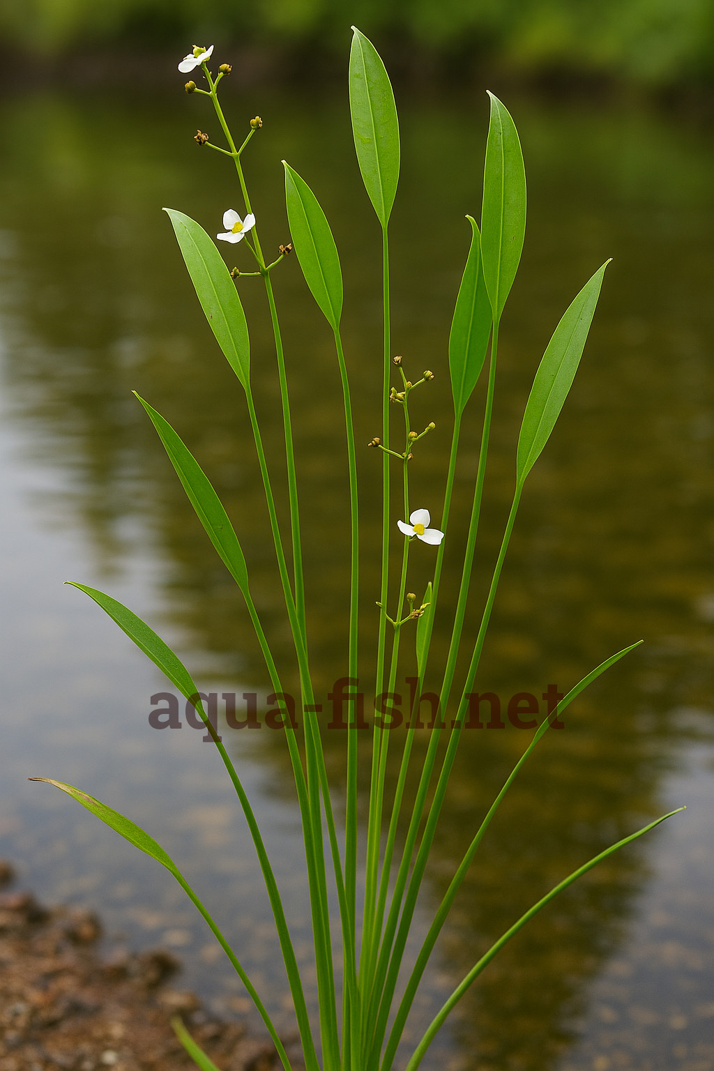 Sagittaria graminea
