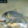 Einfarbiger Panzerwels - Corydoras concolor