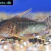 Seuss Corydoras - Corydoras seussi