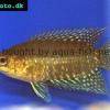Kongobuschfisch - Microctenopoma congicum