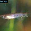 Roter Sechsbandhechtling - Epiplatys sexfasciatus