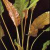 Cryptocoryne wendtii