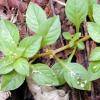 Ludwigia palustris