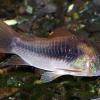 Goldstreifenpanzerwels - Corydoras aeneus
