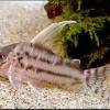Weißflossenpanzerwels - Corydoras pulcher