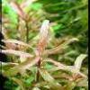 Nesaea crassicaulis