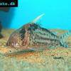 Robuster Panzerwels - Corydoras robustus