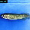 Gepunkteter Barramundi - Scleropages leichardti