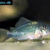 Grüner Panzerwels - Brochis splendens