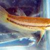 Leiterflossen-Kampffisch - Betta akarensis