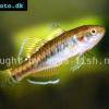 Australische Kärpflingsgrundel - Hypseleotris compressa