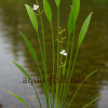 Sagittaria graminea