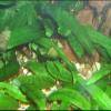 Cryptocoryne affinis