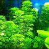 Limnophila aquatica