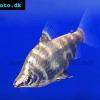 Brachsen Salmler - Abramites eques