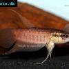 Dunkler Kampffisch - Betta fusca