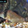 Schlichter Schwarzrücken-Panzerwels - Corydoras simulatus