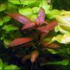 Ludwigia peruensis