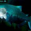 Schwarzer Pacu - Colossoma macropomum