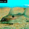 Einpunkt-Fiederbartwels - Synodontis notatus