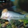Adolfo’s Panzerwels - Corydoras adolfoi