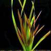 Vallisneria rubra