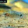 Roter Badis - Badis ruber