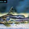 Gelbbinden-Fiederbartwels - Synodontis flavitaeniatus