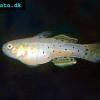 Gefleckte Grundel - Stigmatogobius sadanundio