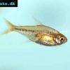Funkensalmler - Hyphessobrycon amandae