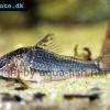 Flügelpanzerwels - Corydoras semiaquilus