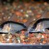 Stromlinien-Panzerwels - Corydoras arcuatus