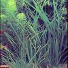 Cyperus helferi
