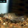 Dreilinien-Panzerwels - Corydoras trilineatus