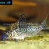 Genetzter Panzerwels - Corydoras sodalis