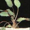 Cryptocoryne cordata