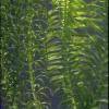 Egeria densa