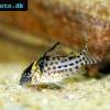 Silberstreifen-Panzerwels - Corydoras agassizii