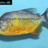Piranha - Pygocentrus piraya