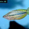 Lake Tebera-Regenbogenfisch - Melanotaenia herbertaxelrodi