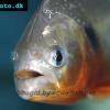 Cariba-Piranha - Pygocentrus cariba