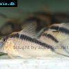 Narziß-Panzerwels - Corydoras narcissus