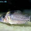 Gefleckter Panzerwels - Corydoras ambiacus
