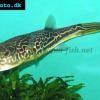 Goldringelkugelfisch - Tetraodon mbu