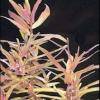 Rotala indica