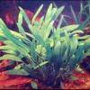 Cryptocoryne willisii