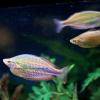 Diamant-Regenbogenfisch - Melanotaenia praecox